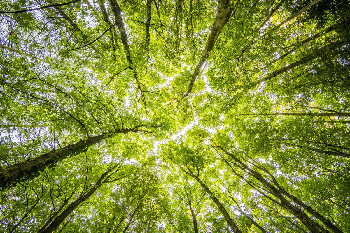 green environment trees pexels